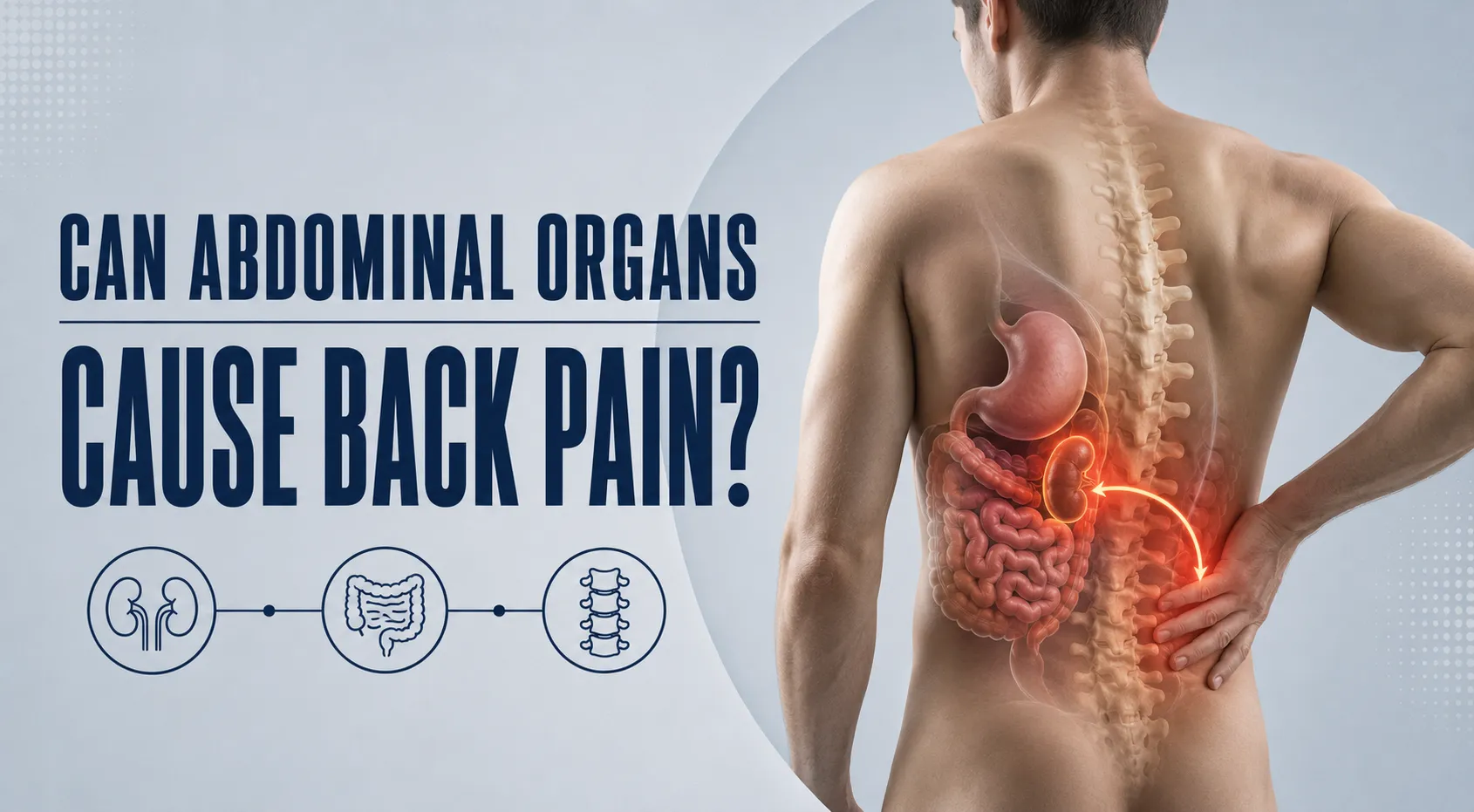 Can Abdominal Organs Cause Back Pain? Understanding Referred Pain